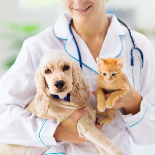 female vet holding a dog and a cat