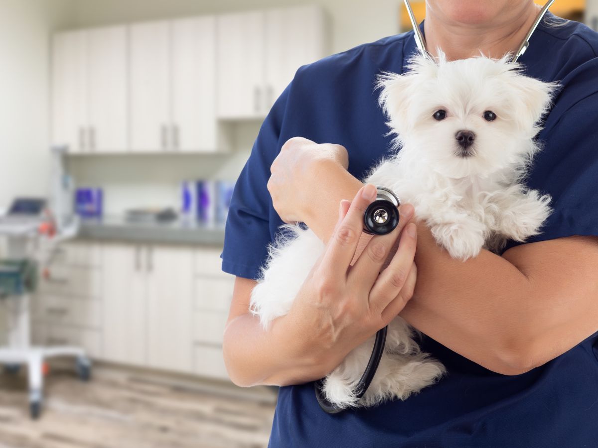 vet carrying a cute dog