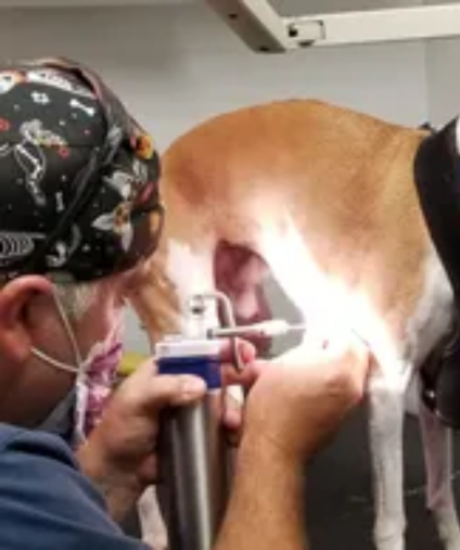 Veterinarian with dog with dog doing cryosurgery